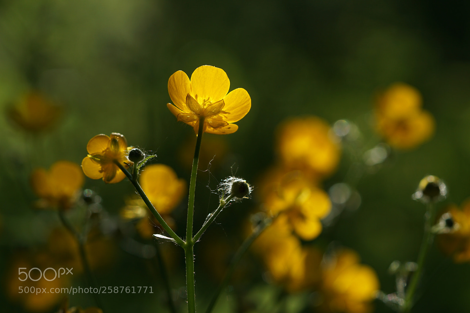 Sony a6000 sample photo. Something yellow photography