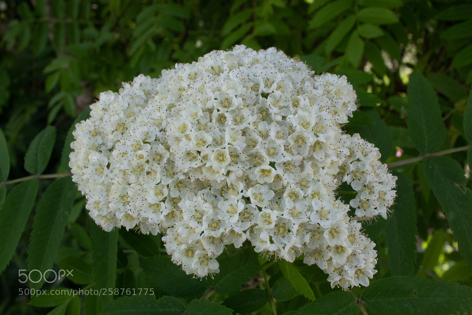 Canon EOS 1300D (EOS Rebel T6 / EOS Kiss X80) sample photo. Wild shrub photography