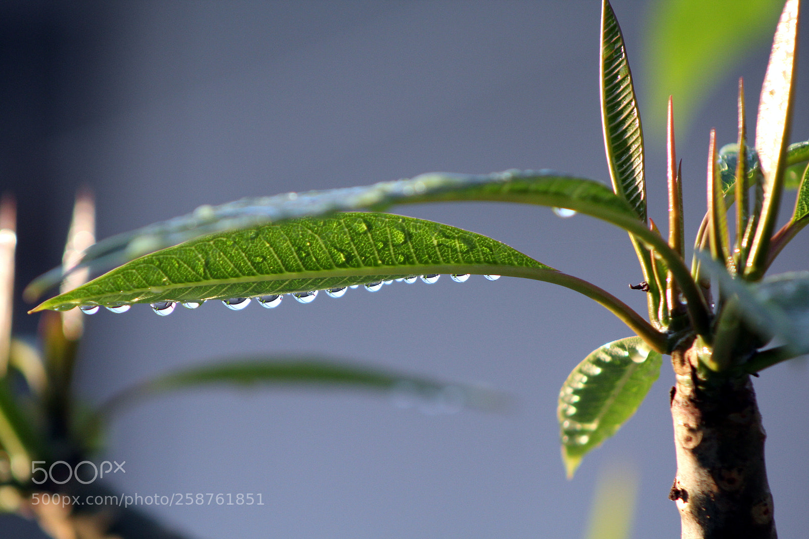 Canon EF 75-300mm f/4-5.6 sample photo. Frangipani leave with water photography