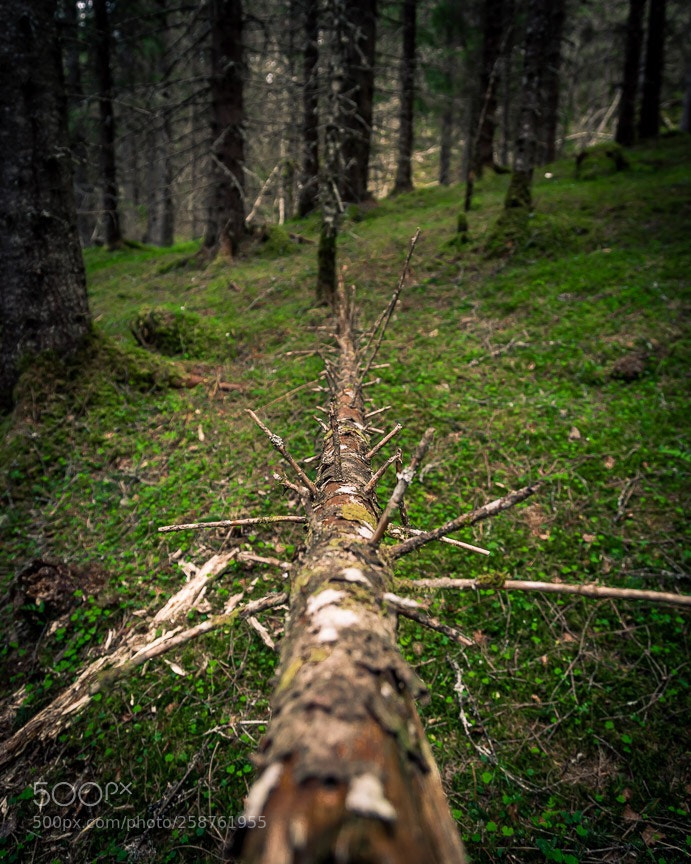 Canon EOS 6D sample photo. Into the woods!? photography