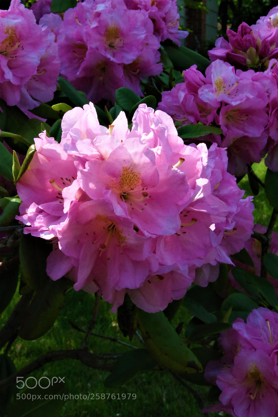 Canon EOS 7D Mark II sample photo. Pink shade photography