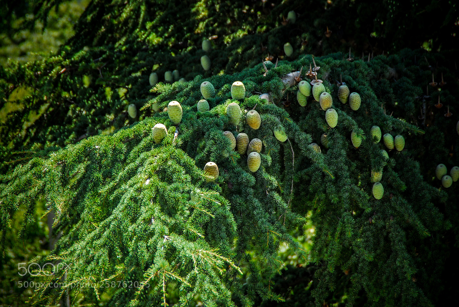 Nikon D200 sample photo. Fir needle photography