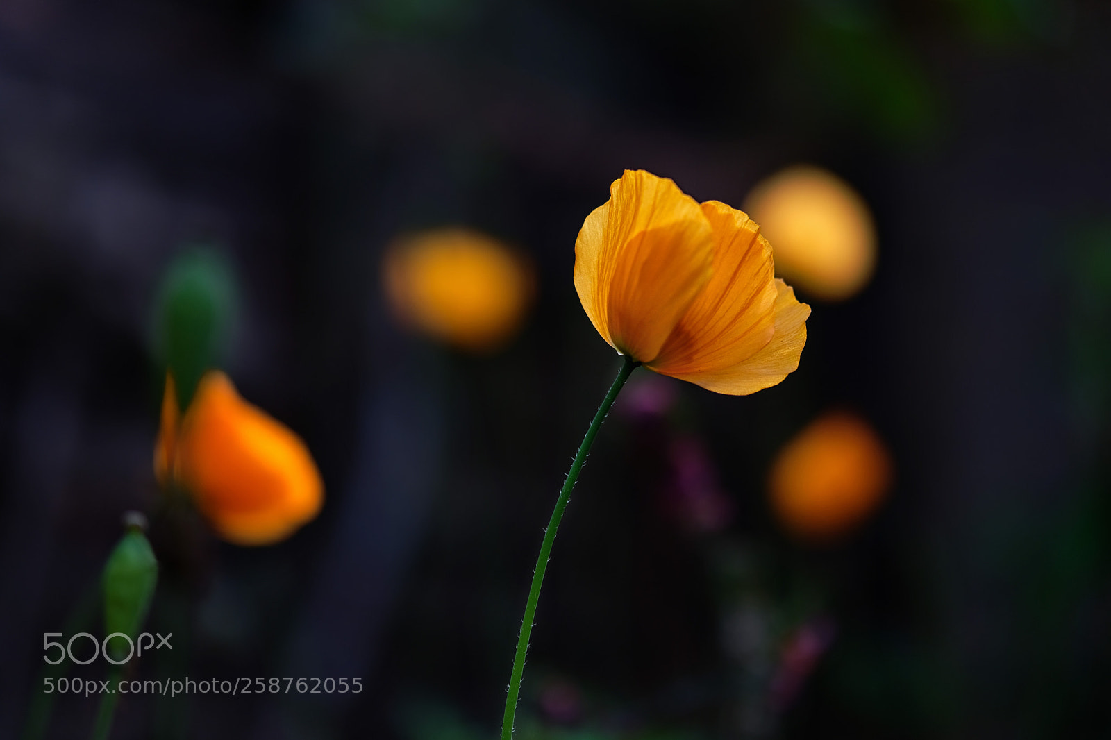 Fujifilm X-T20 sample photo. Orange poppy photography