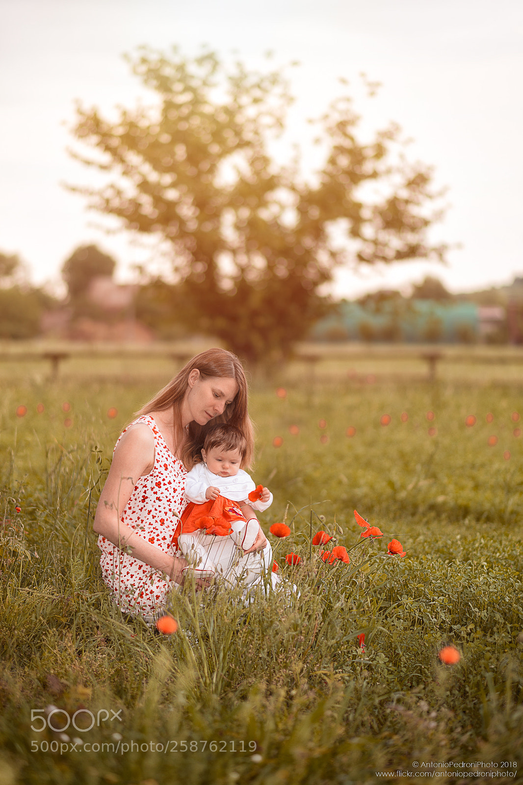 Nikon D610 sample photo. Discovering poppies photography