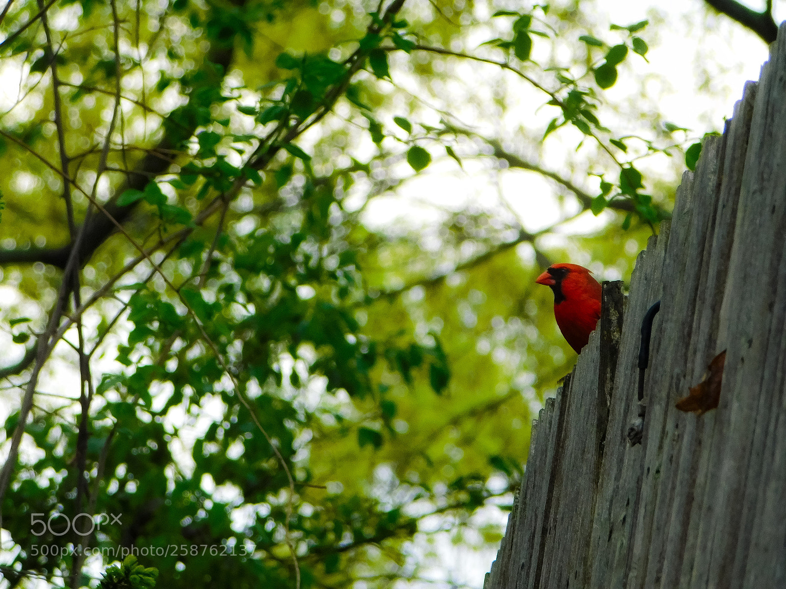 Nikon Coolpix B500 sample photo. My favorite bird photography