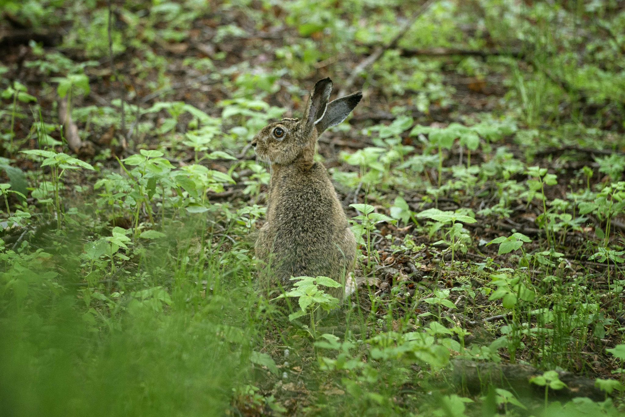 Panasonic Lumix DMC-G85 (Lumix DMC-G80) sample photo. Lepre.jpg photography