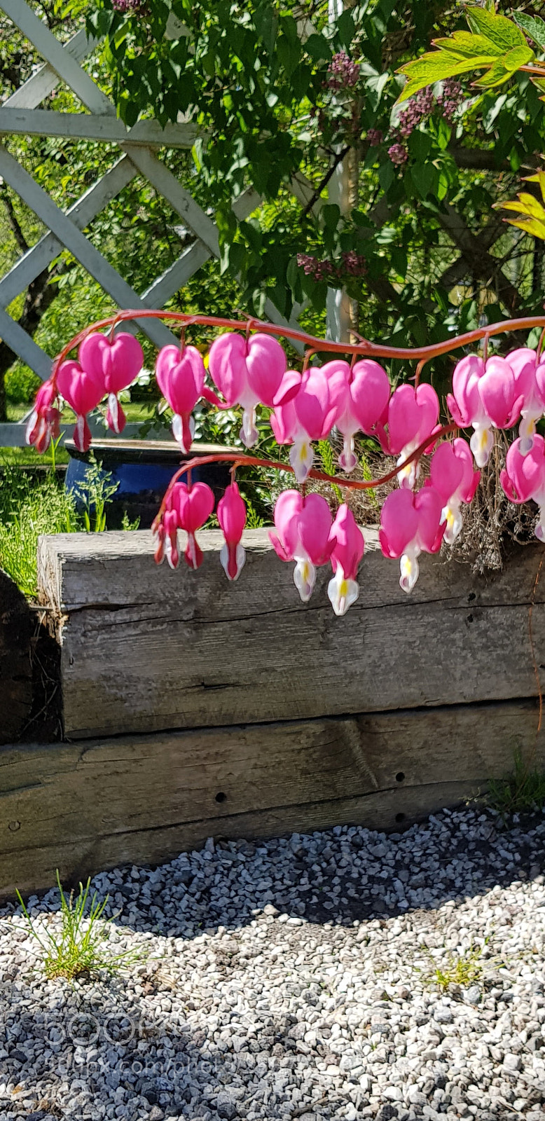 Samsung Galaxy S8 sample photo. Løytnantshjerte photography