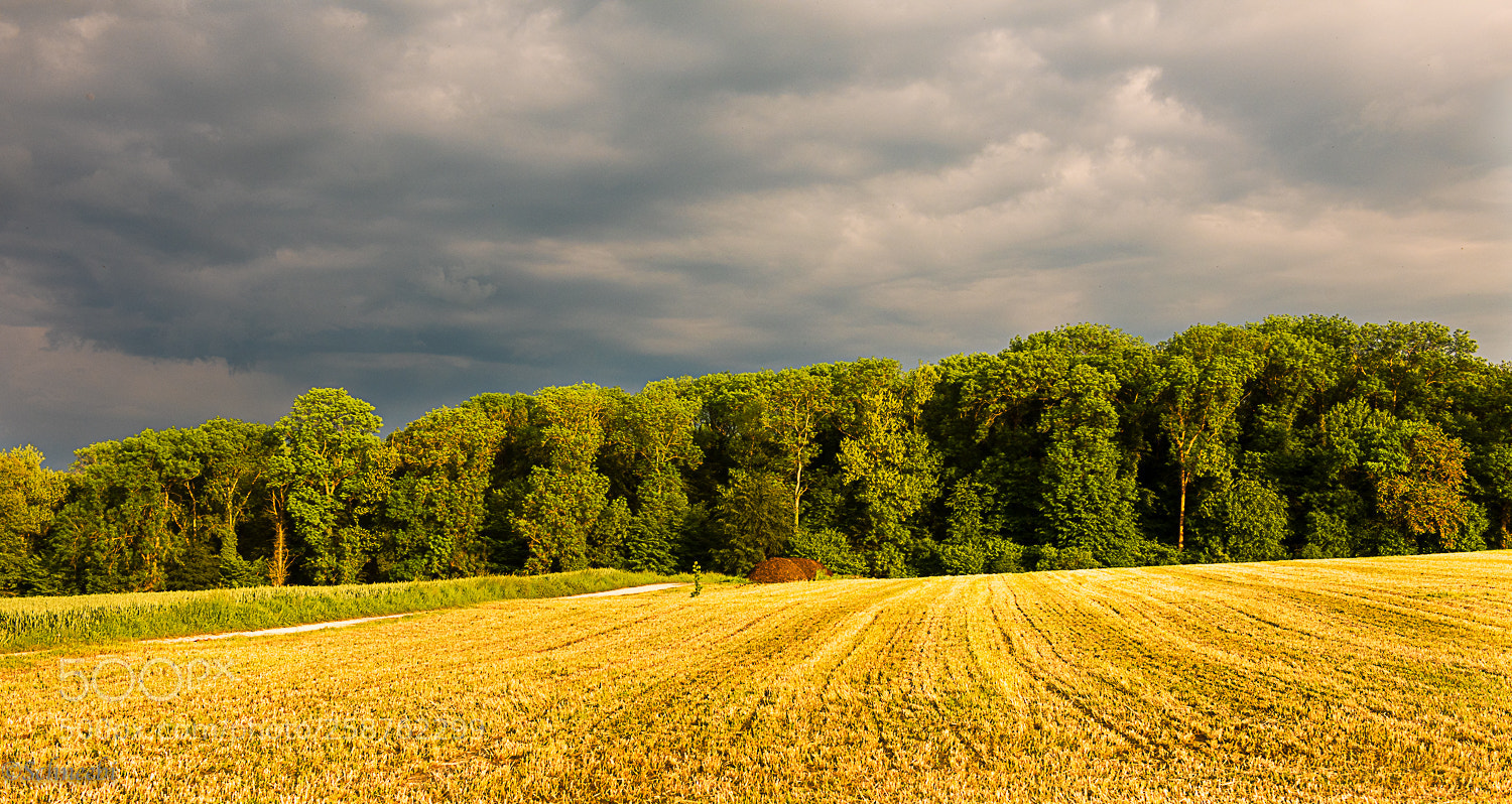 Nikon D810 sample photo. Goldene stunde photography