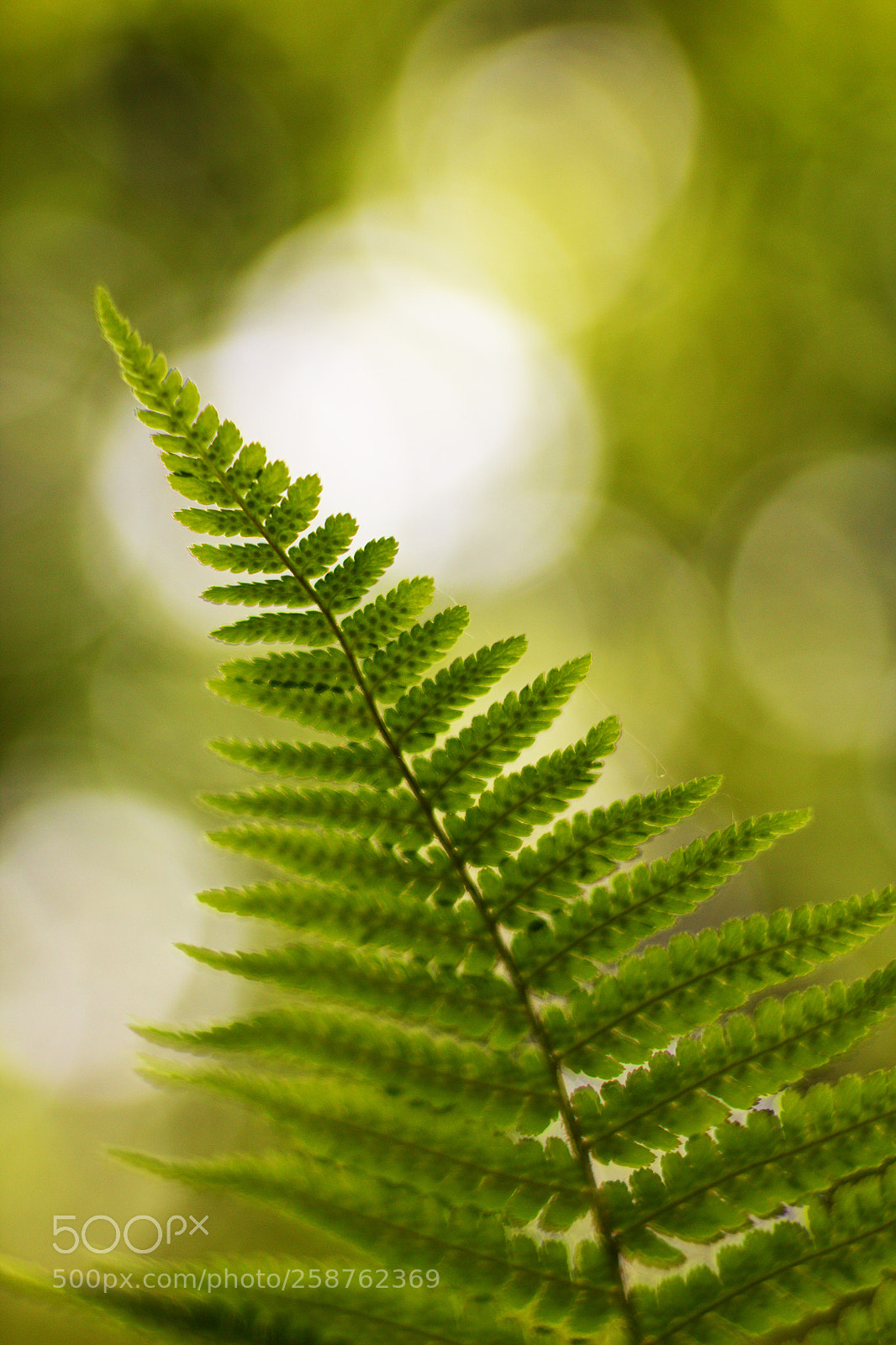 Canon EOS 60D sample photo. Morning in forest. photography