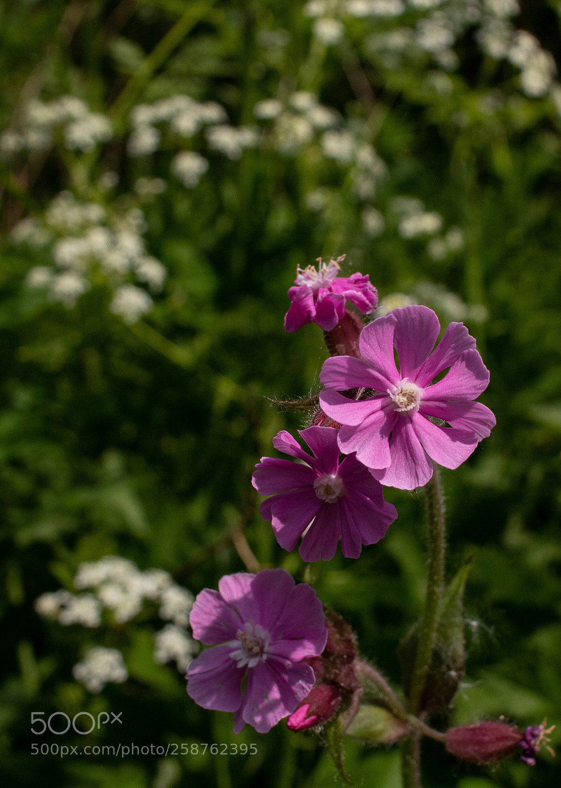 Canon EOS 1300D (EOS Rebel T6 / EOS Kiss X80) sample photo. Wild flower photography