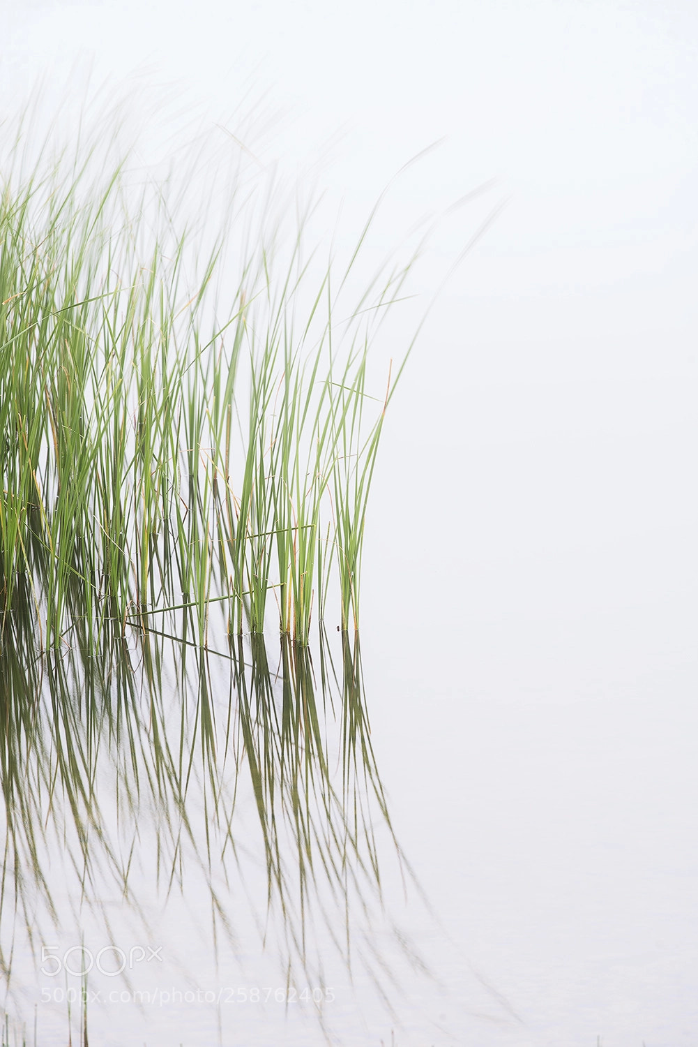 Sony a7R II sample photo. Reeds photography