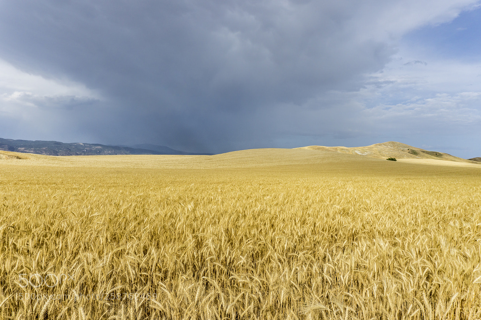 Sony a6000 sample photo. Wheat field photography