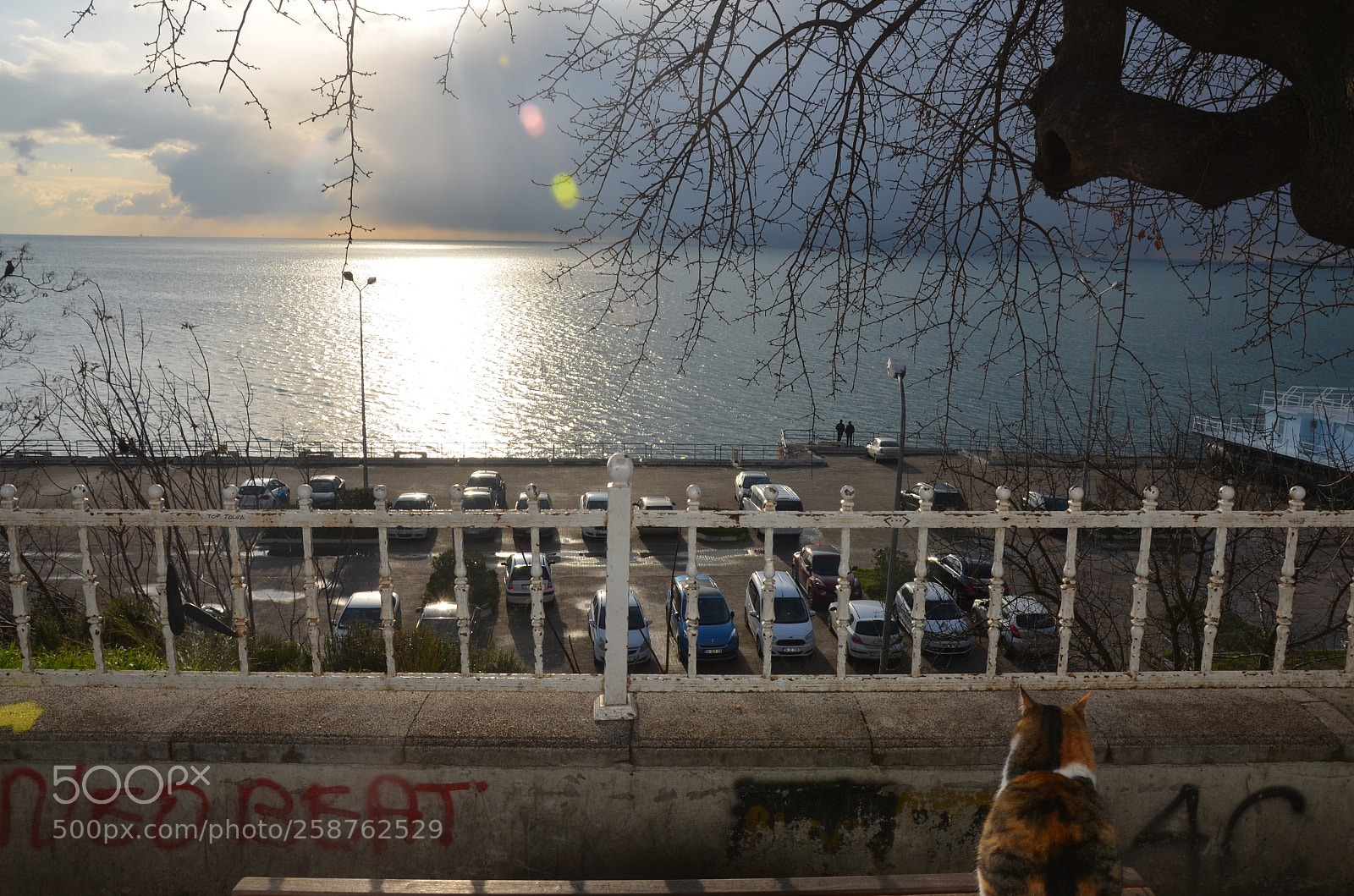Nikon D7000 sample photo. The cat is watching photography