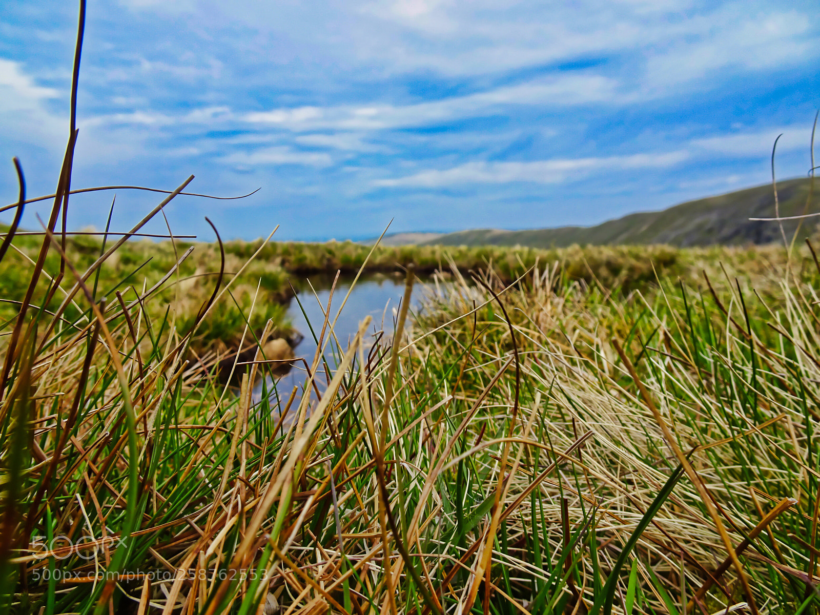 Sony Cyber-shot DSC-HX90V sample photo. Grass & sky photography
