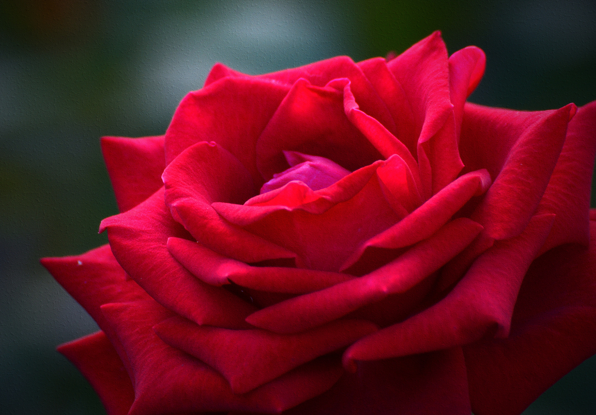 Nikon D7100 sample photo. Rose, smoothly photography
