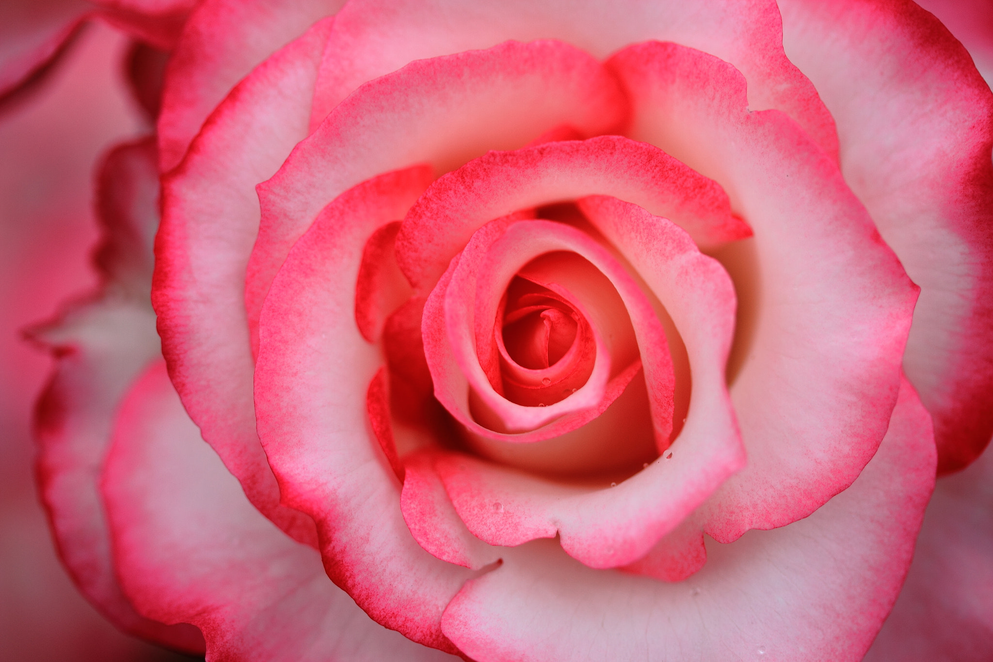 Canon EF-S 60mm F2.8 Macro USM sample photo. Img photography