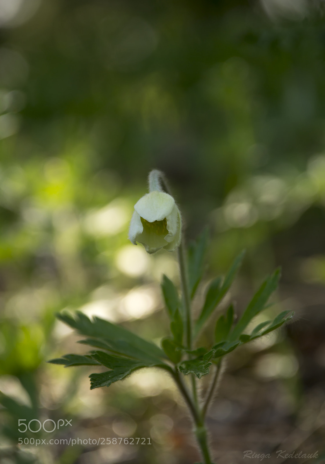 Nikon D3100 sample photo. Snowdrop anemone photography