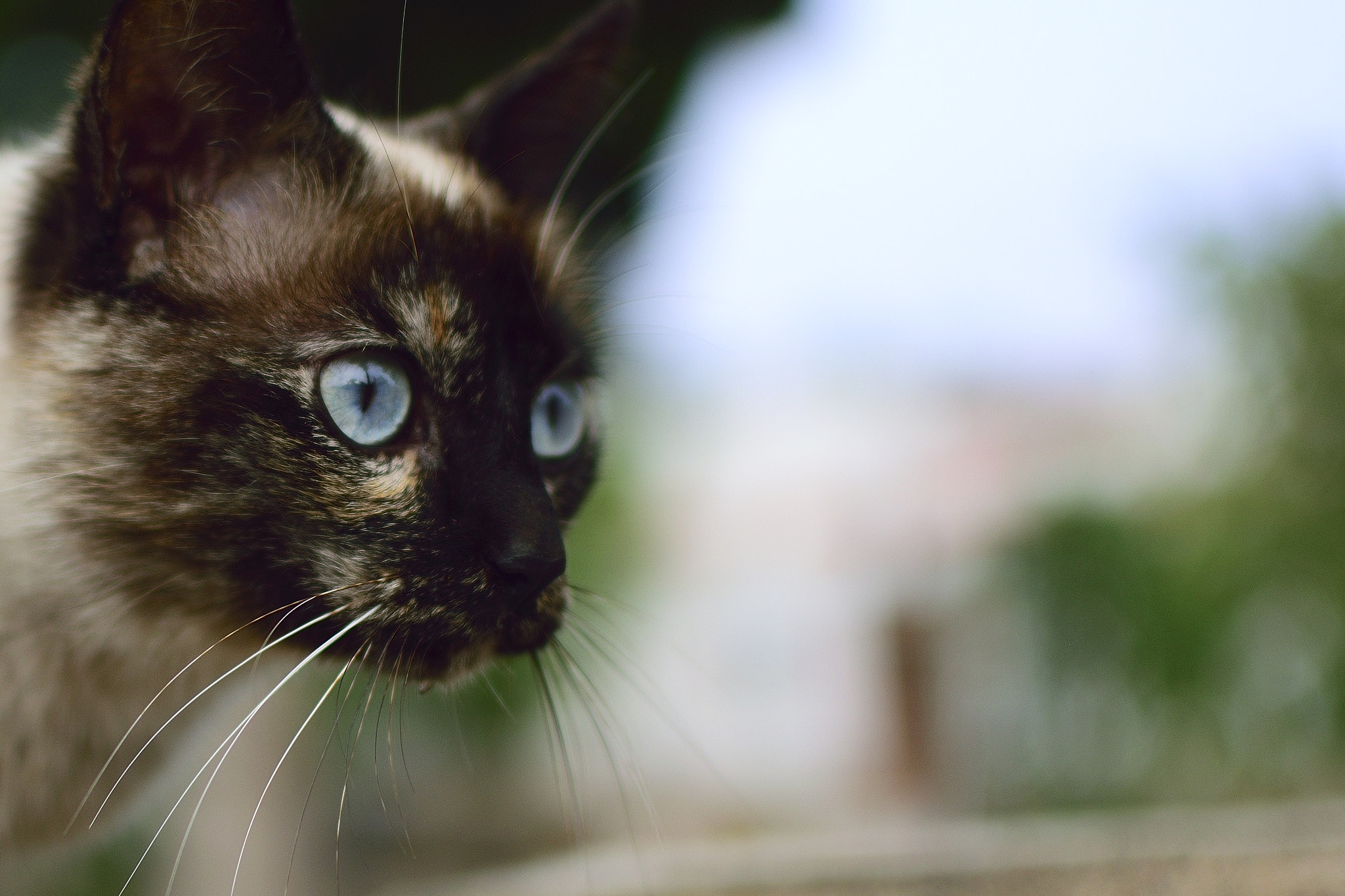 Nikon D5300 + Nikon AF-S DX Nikkor 35mm F1.8G sample photo. Mirada felina photography