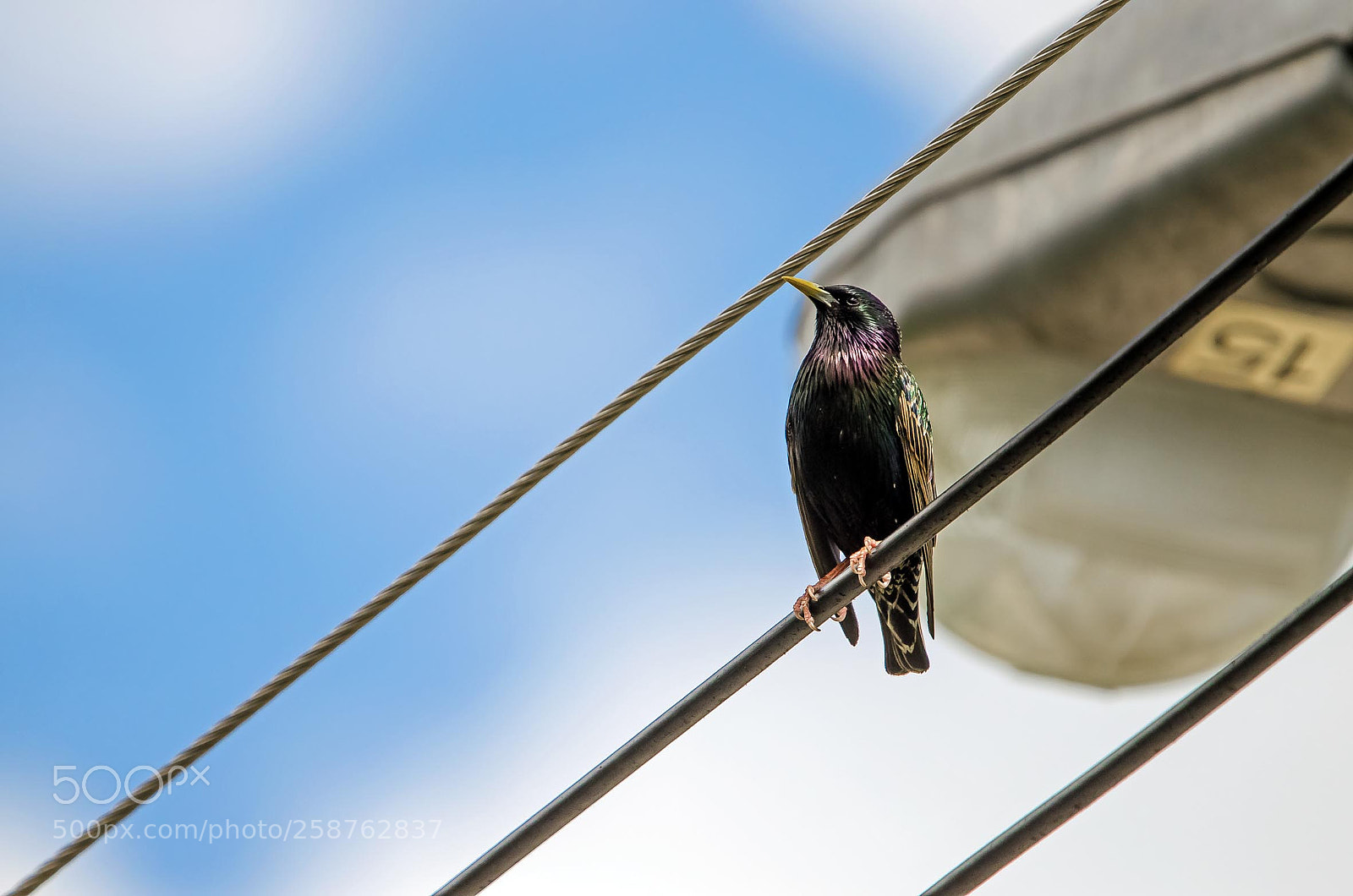Nikon D5100 sample photo. Perching on electric wires photography