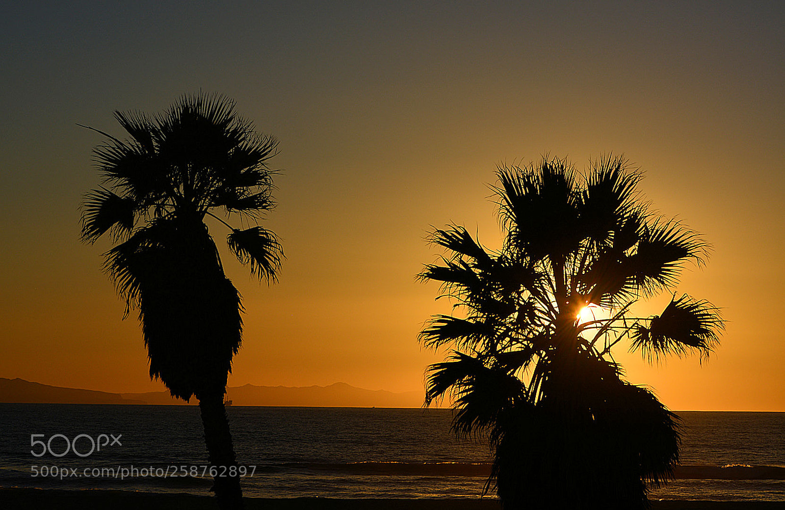 Nikon D5200 sample photo. California sunset palm tree photography