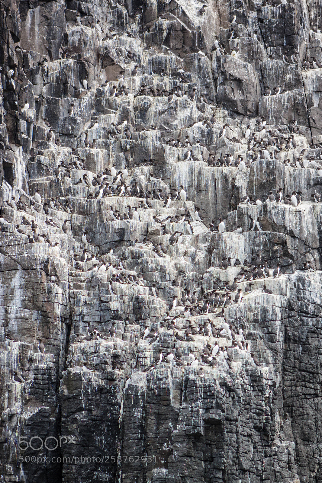 Canon EOS 500D (EOS Rebel T1i / EOS Kiss X3) sample photo. Guillemots on a cliff photography