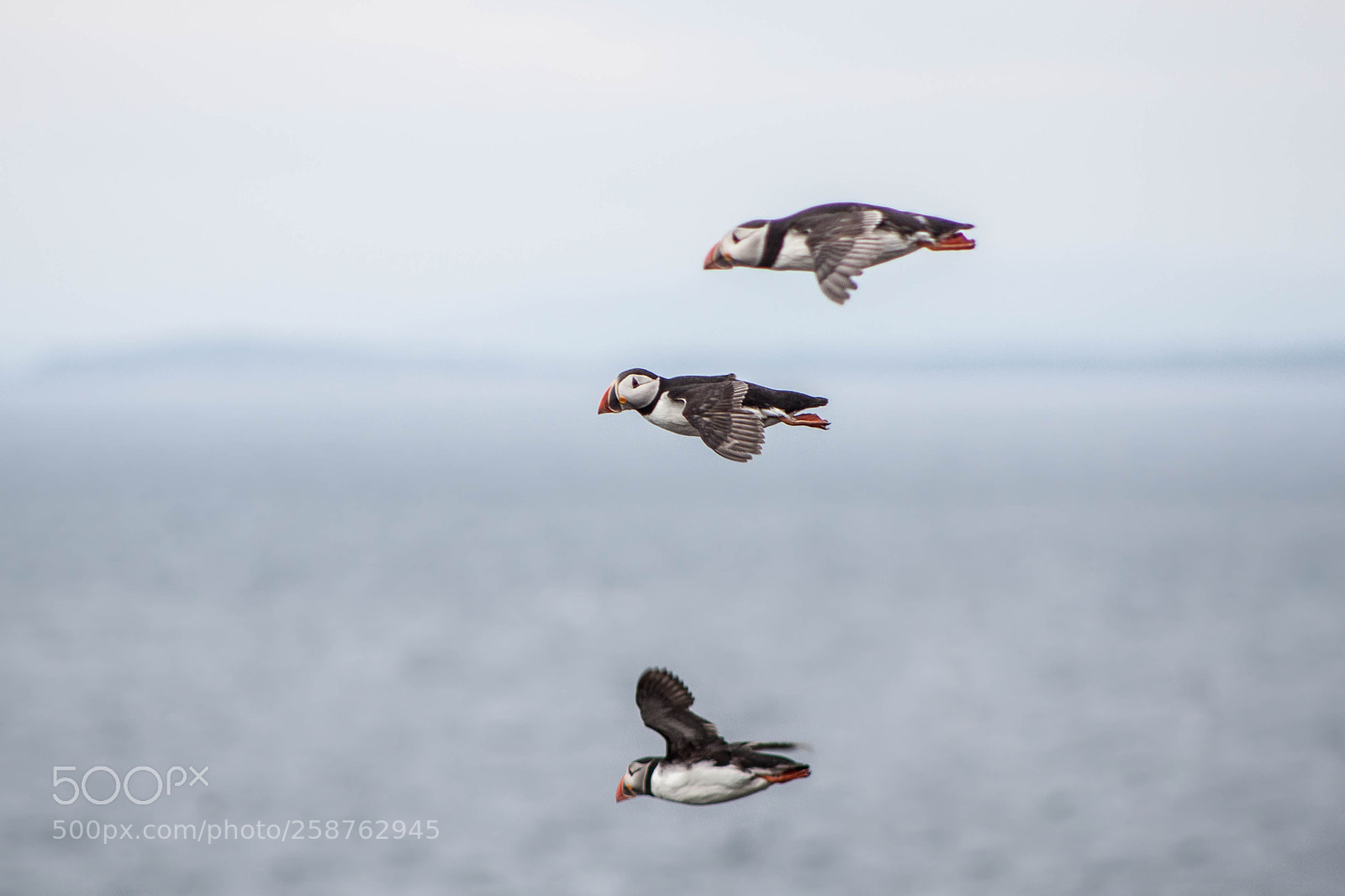 Canon EOS 500D (EOS Rebel T1i / EOS Kiss X3) sample photo. Puffins over isle of photography