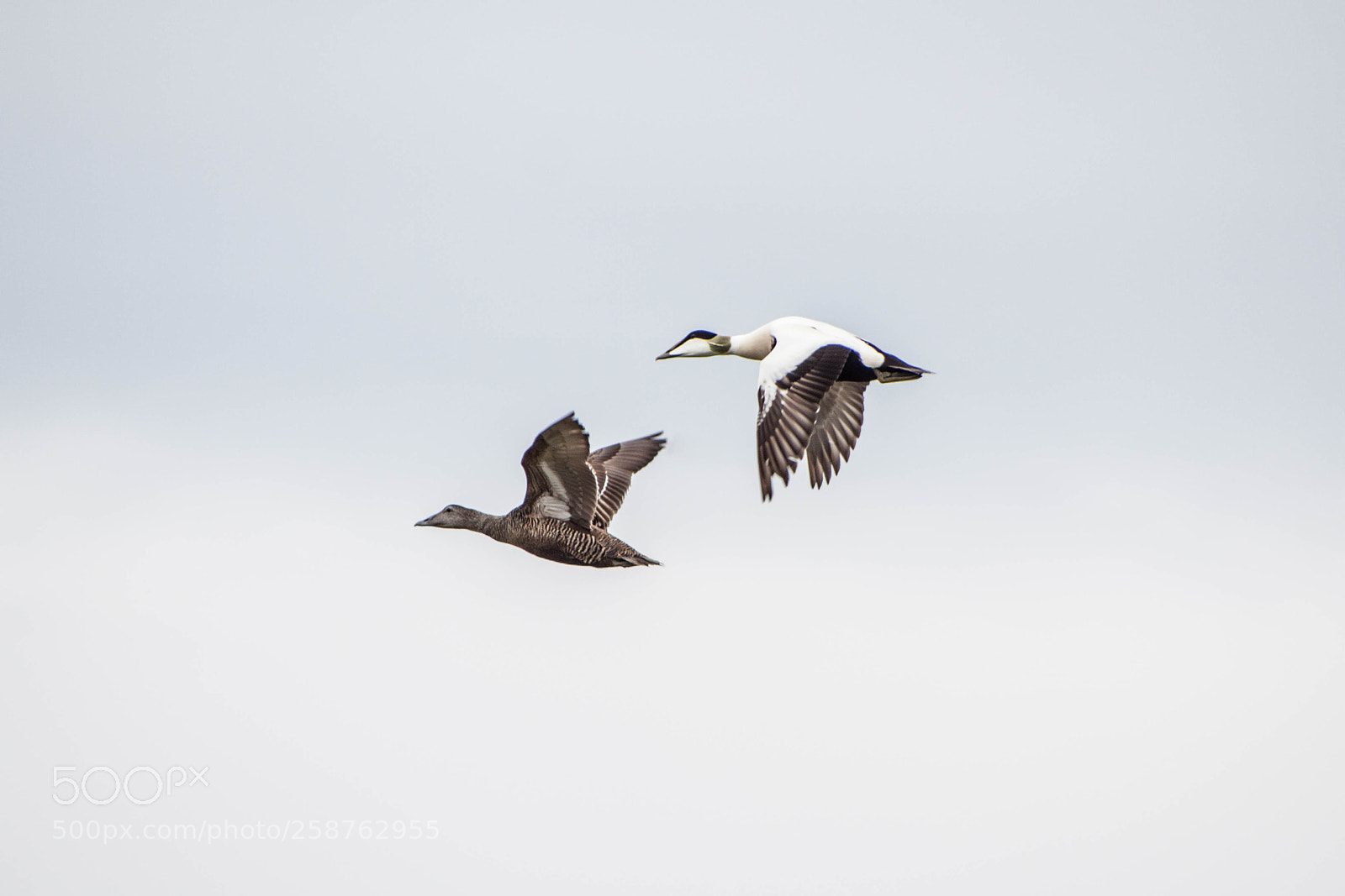 Canon EOS 500D (EOS Rebel T1i / EOS Kiss X3) sample photo. Common eider photography
