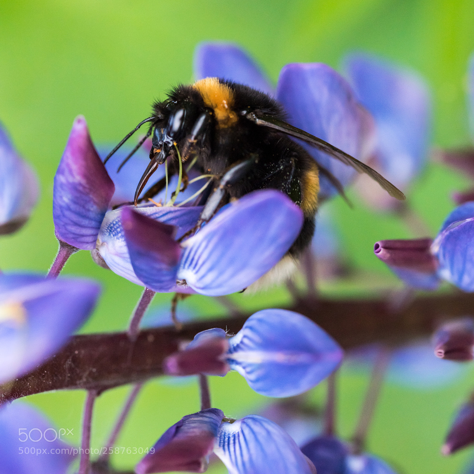 Nikon D750 sample photo. Bumblebee celebrating day of photography