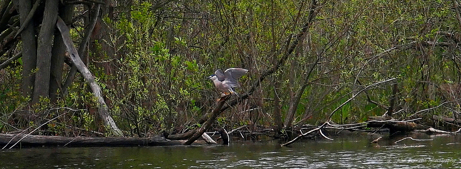 Samsung NX500 sample photo. Black crowned night heron may 18 photography