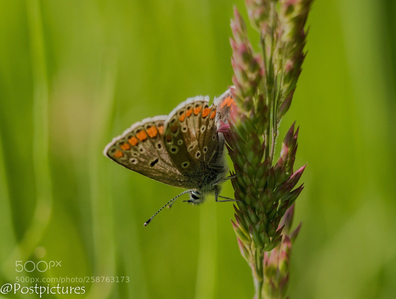 Nikon D5500 sample photo. Tiny butterfly photography
