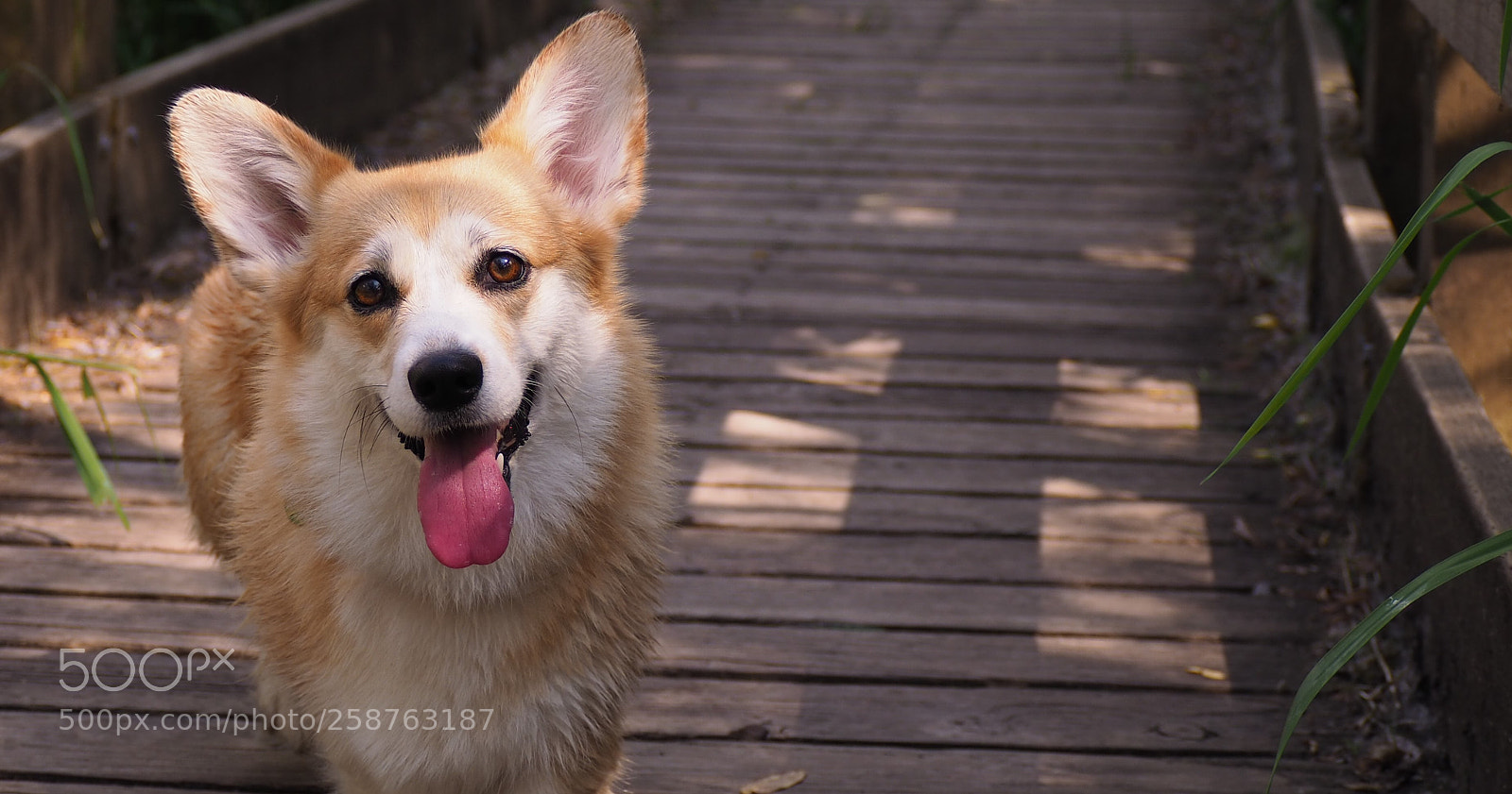 Olympus OM-D E-M10 II sample photo. Corgi :3 photography