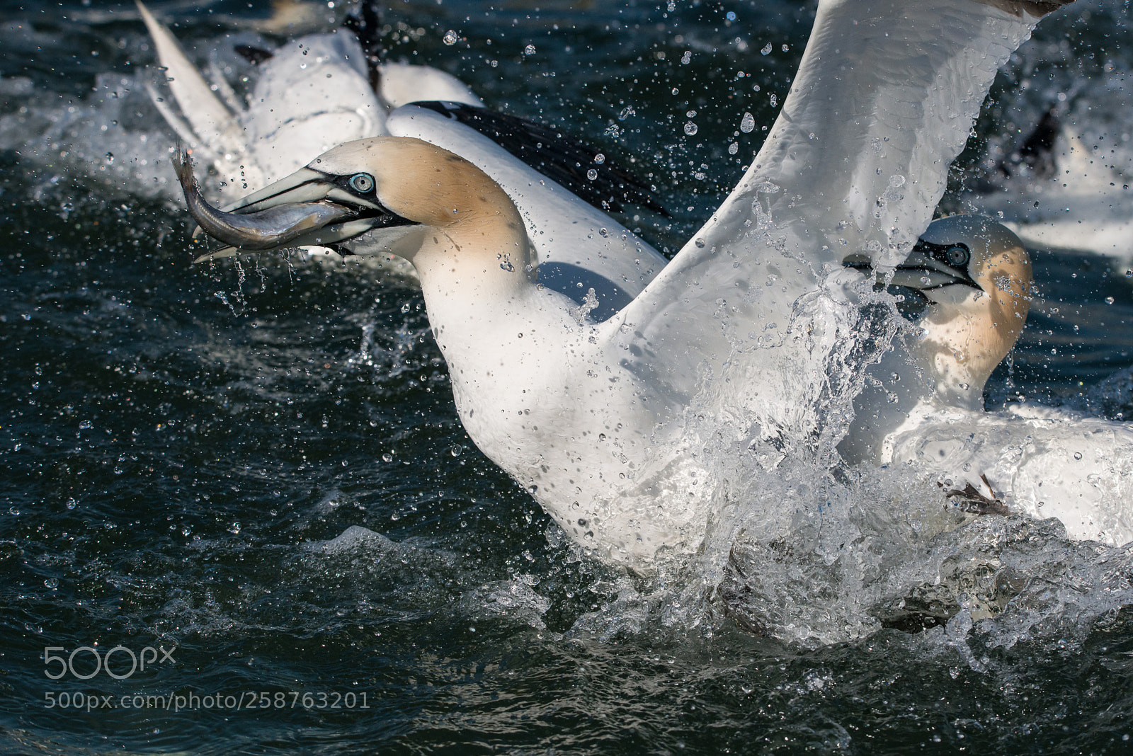 Nikon D800 sample photo. Squabble photography