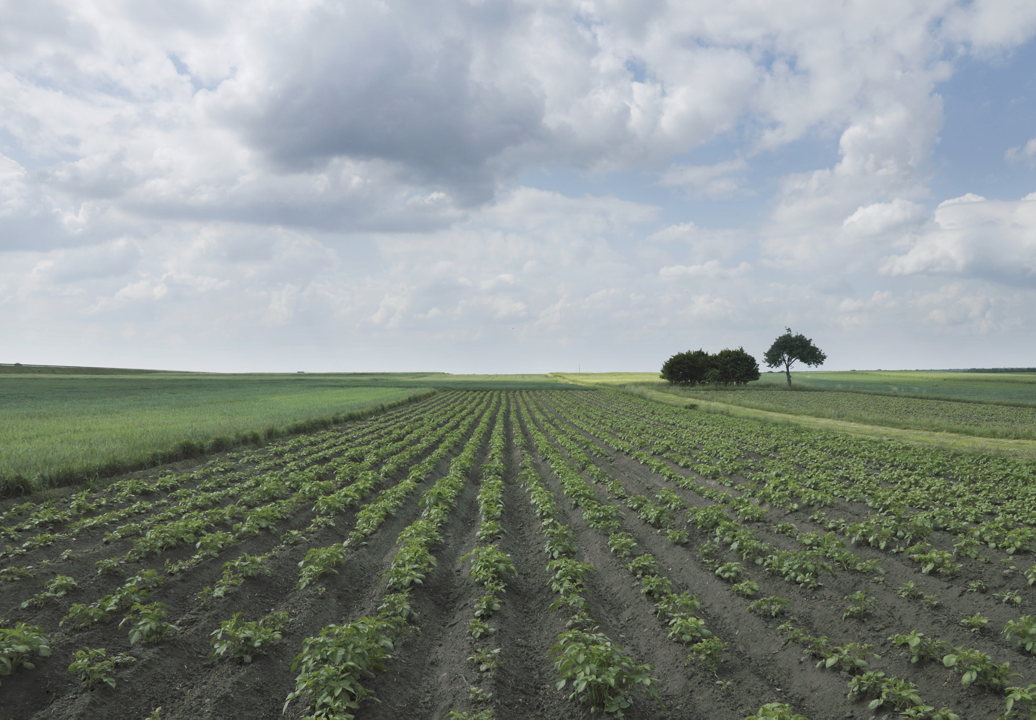 Canon EF-S 18-55mm F3.5-5.6 IS sample photo. Potato field photography