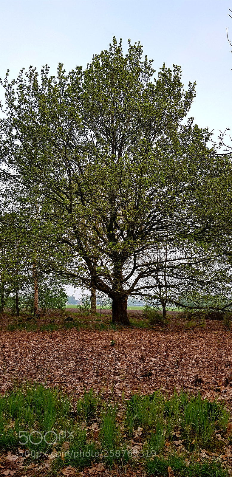 Samsung Galaxy S8 sample photo. Just a tree photography