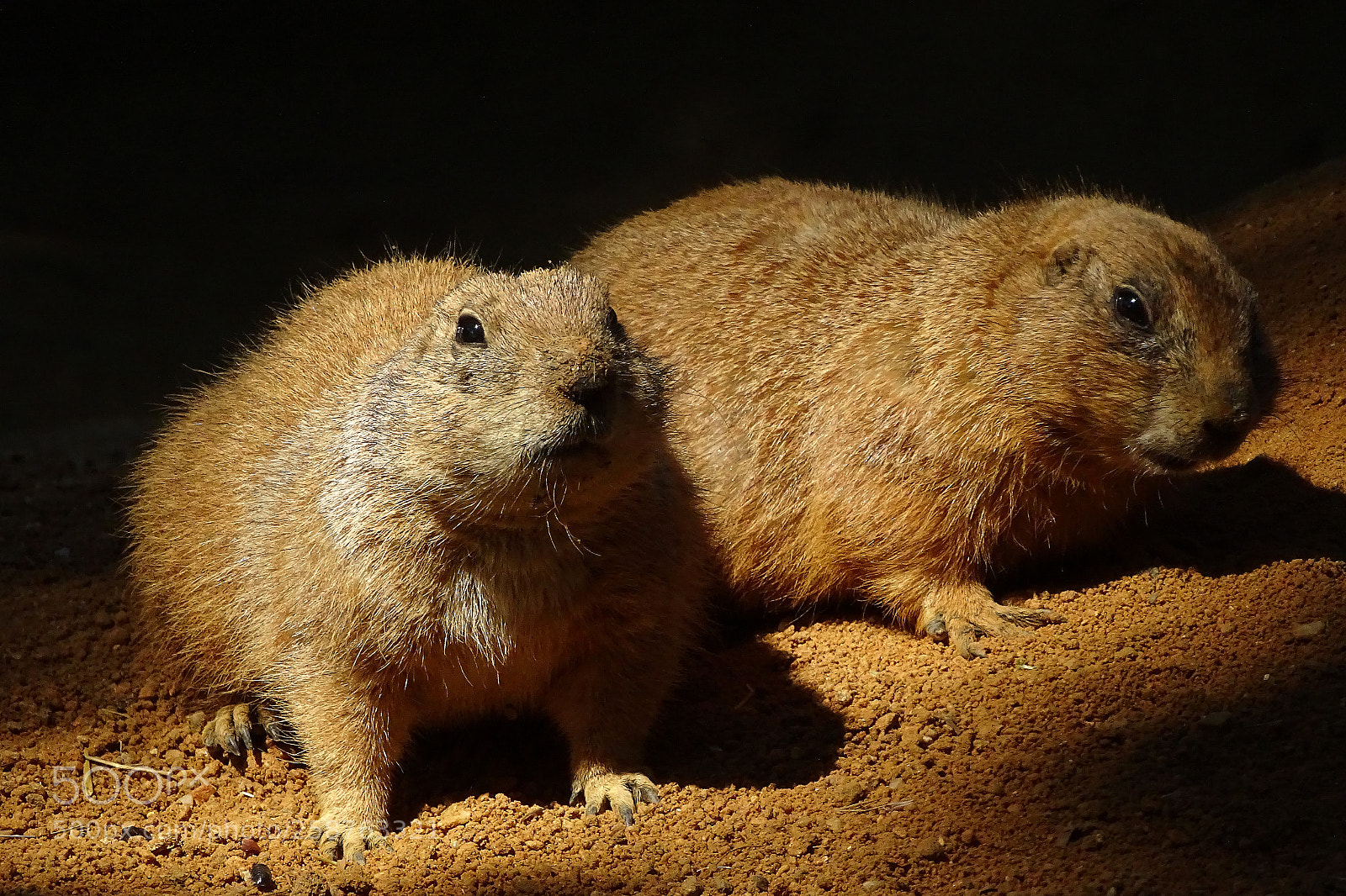 Sony Cyber-shot DSC-HX400V sample photo. Prairie dog, zoo prague photography
