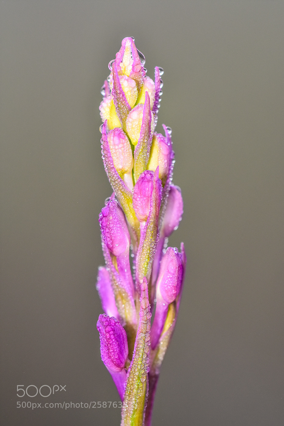 Nikon D7200 sample photo. 21.05.2018 - 1 photography