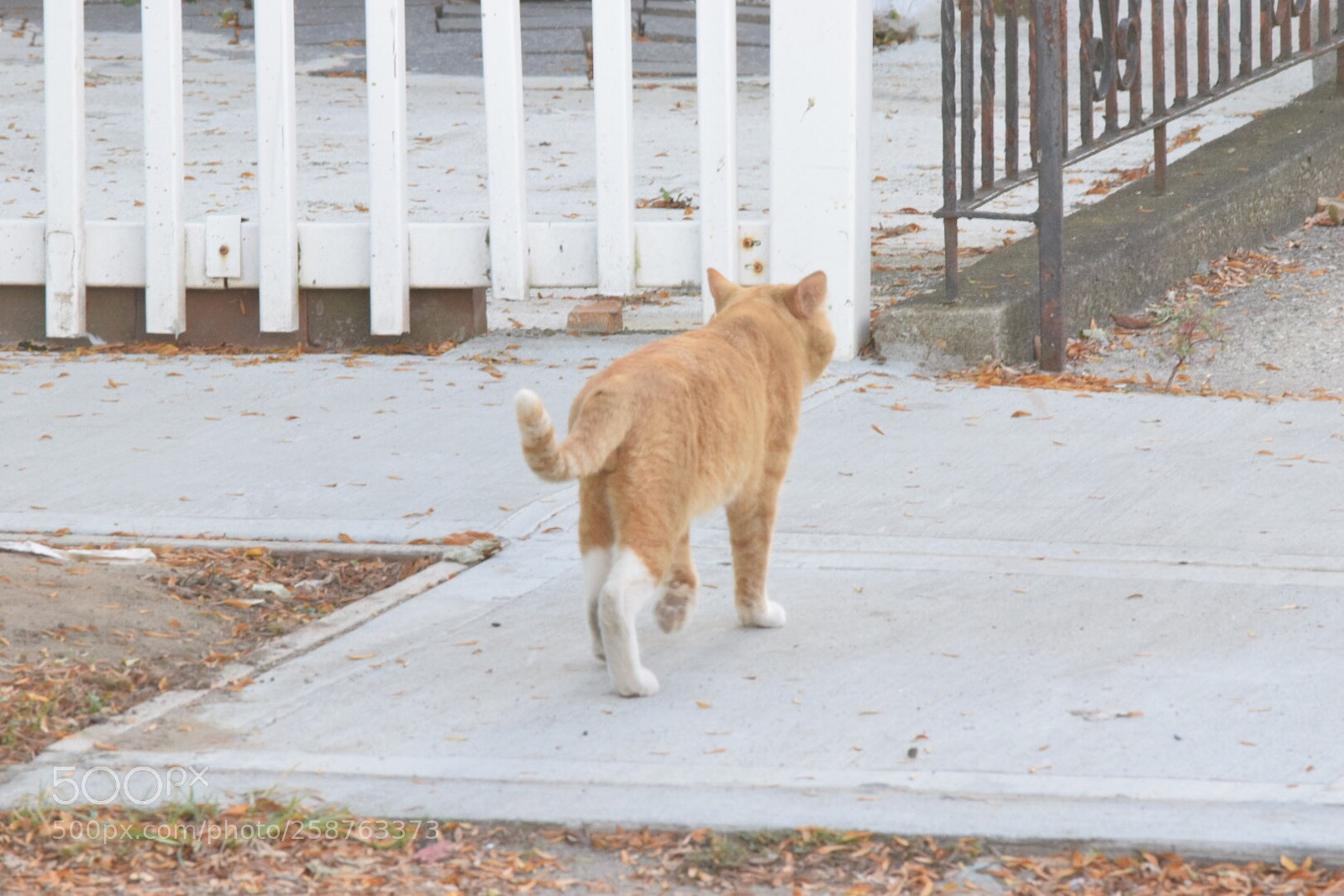 Nikon D3300 sample photo. Fall colors photography