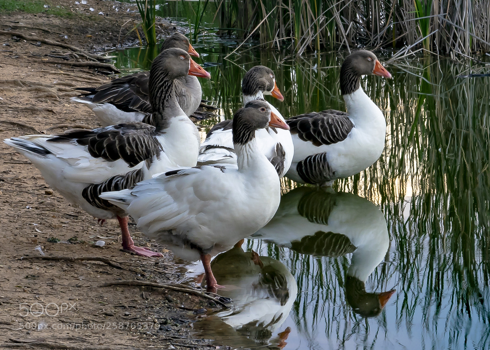 Nikon D3300 sample photo. Park photography
