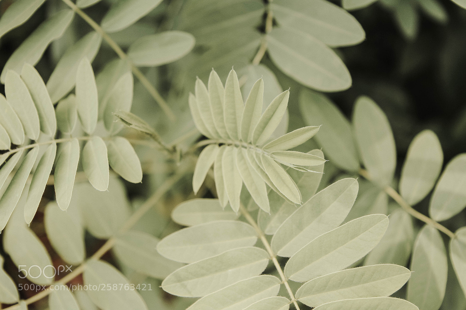 Canon EOS 7D sample photo. Foliage photography