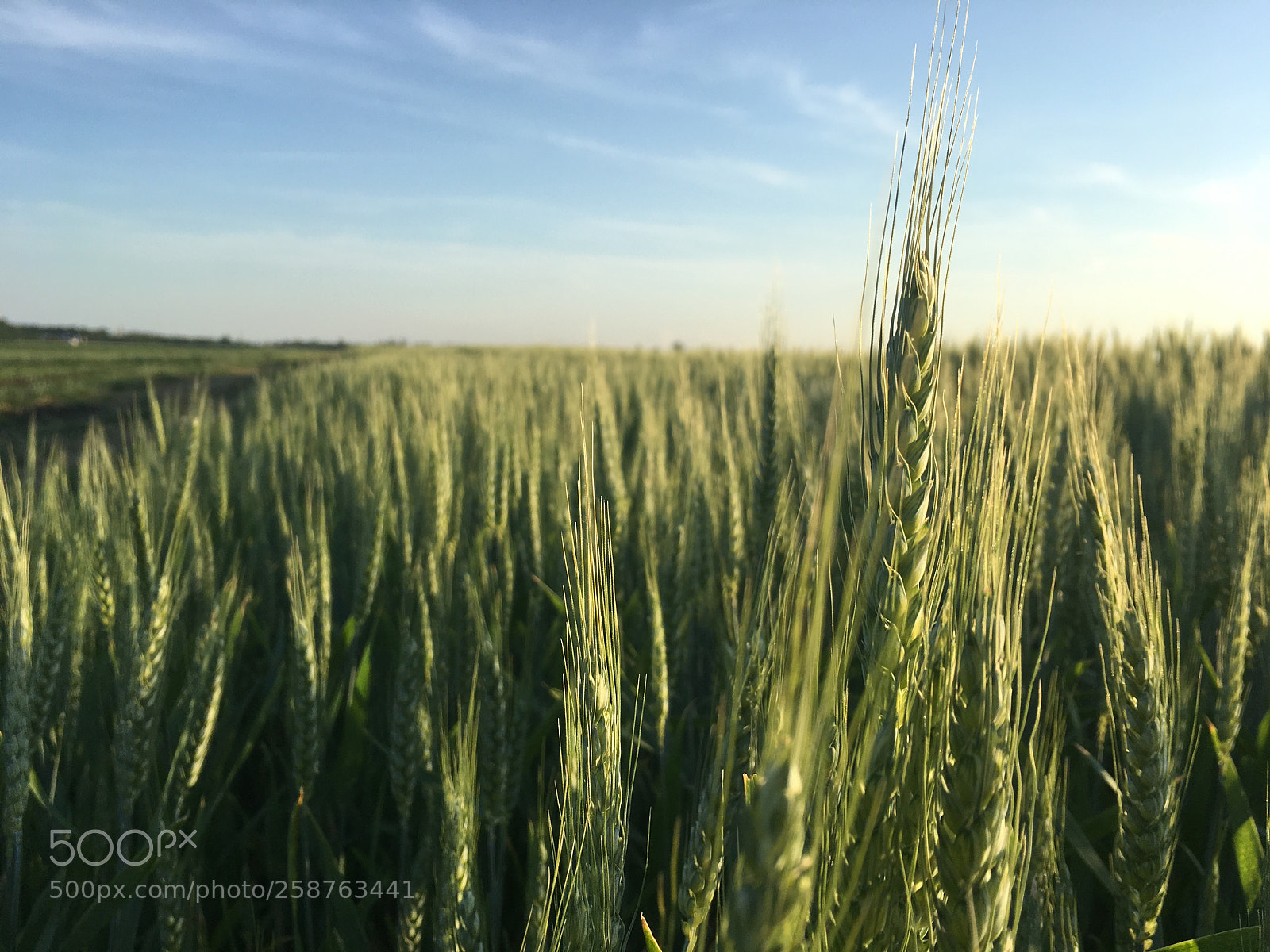 Apple iPhone 6s sample photo. Spring season with summer photography