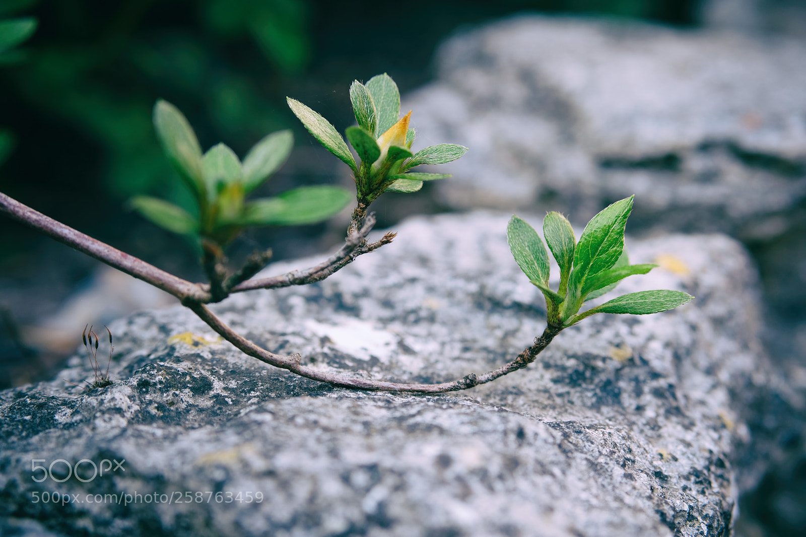 Fujifilm X-T20 sample photo. Garden . sunday photography