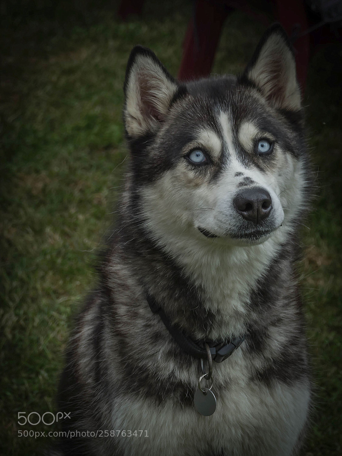 Sony Cyber-shot DSC-RX10 III sample photo. Blue eyes photography