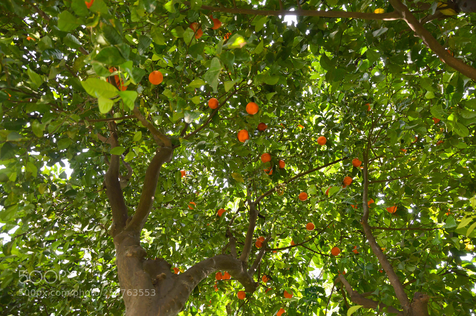 Nikon D3200 sample photo. Fresh oranges photography