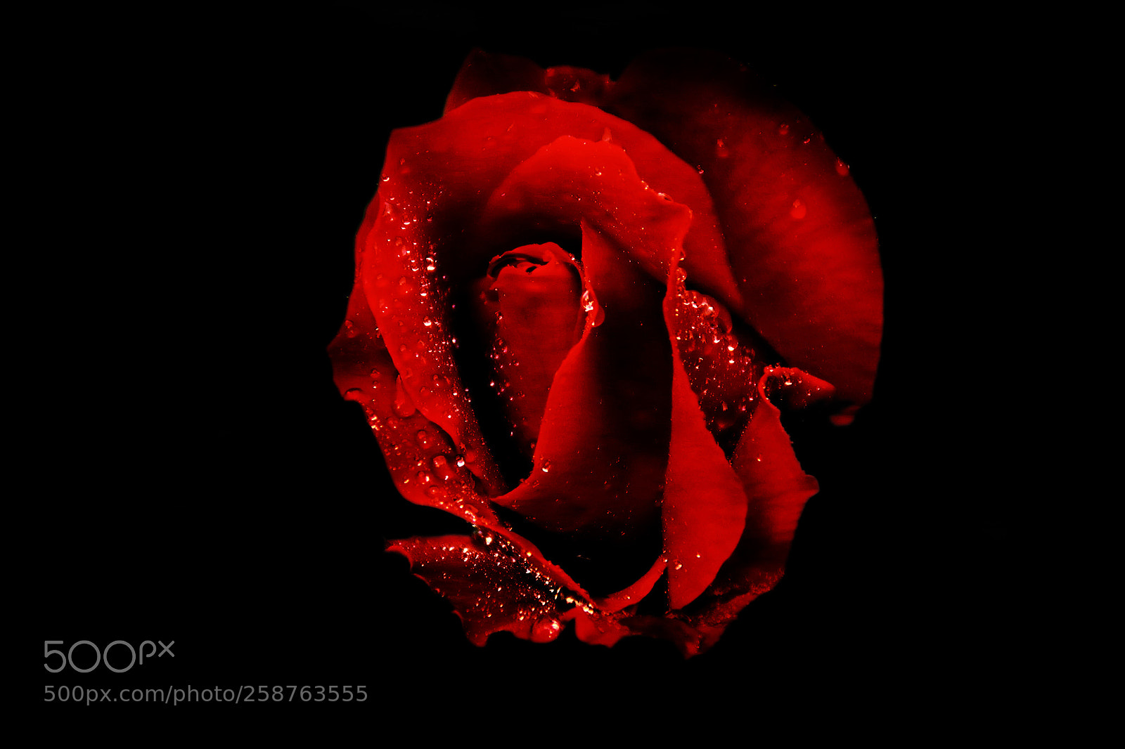 Pentax K-30 sample photo. Rose in the garden photography