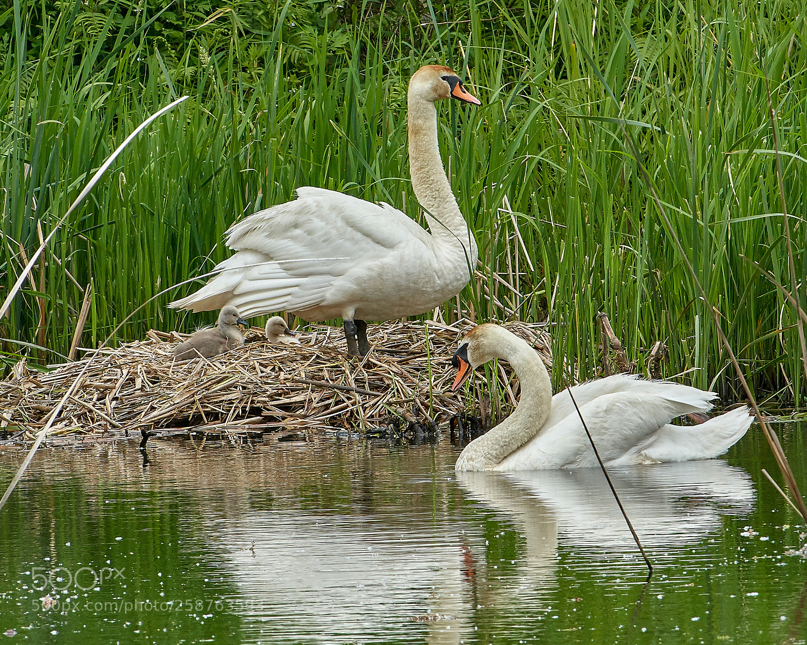 Nikon D500 sample photo. Swan's family photography
