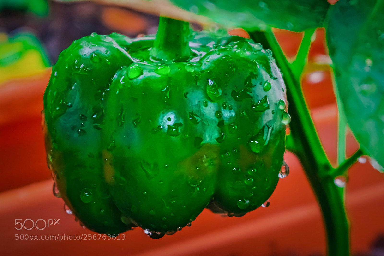 Nikon D3400 sample photo. Green bell pepper photography