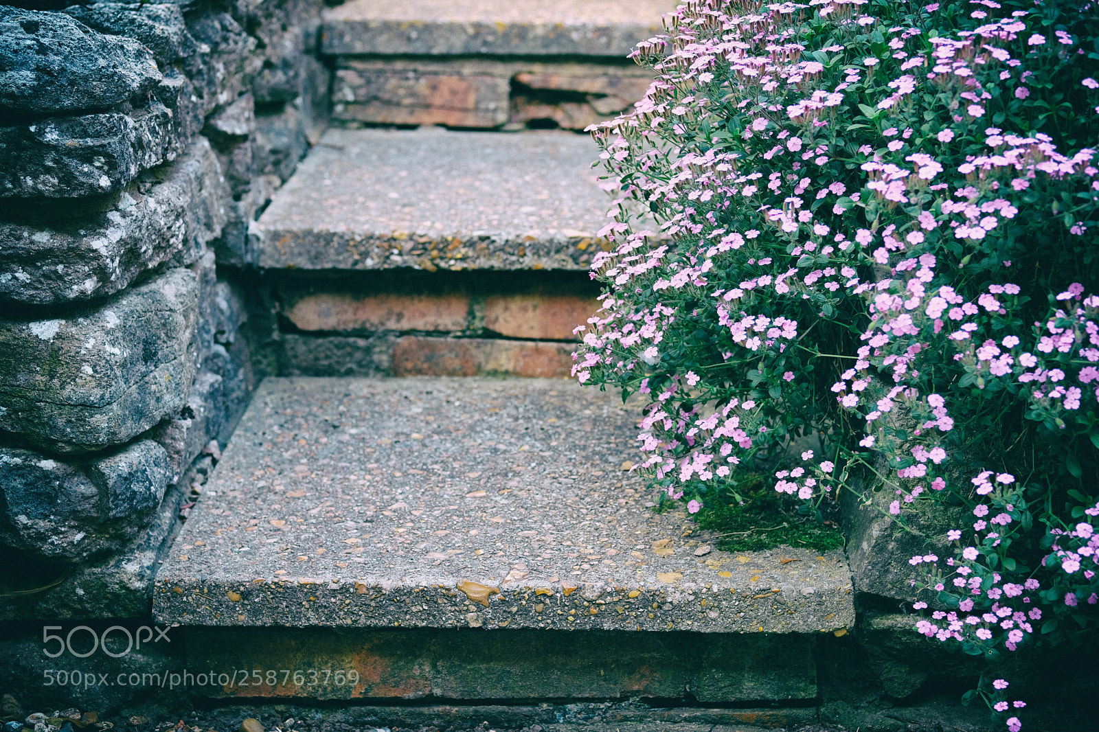 Fujifilm X-T20 sample photo. Garden . sunday photography