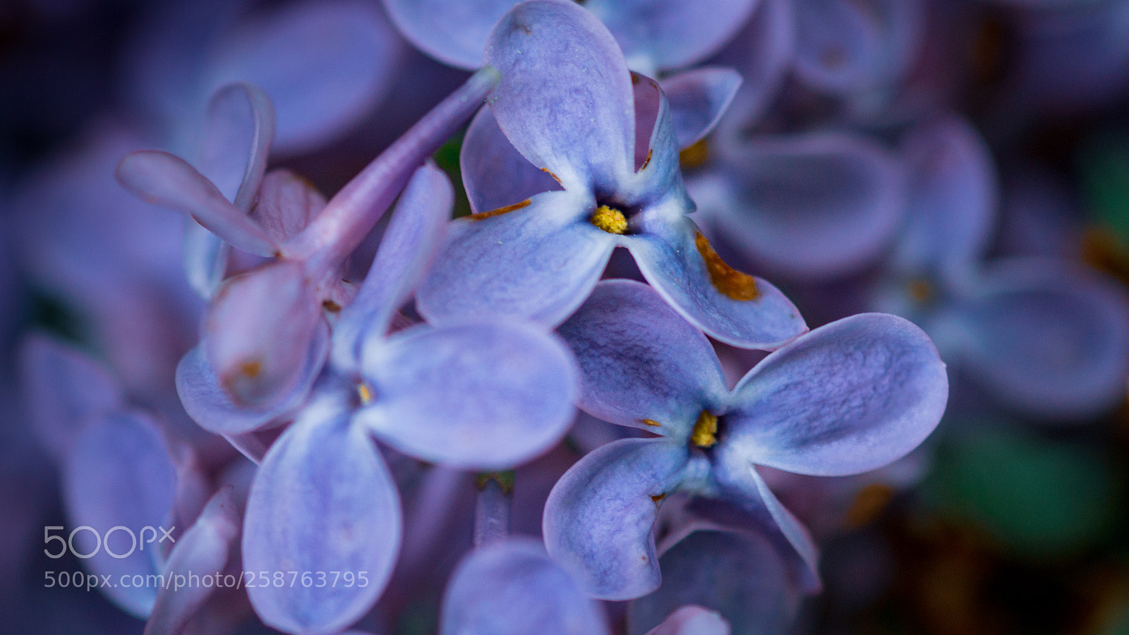 Sony SLT-A58 sample photo. Moody flowers photography
