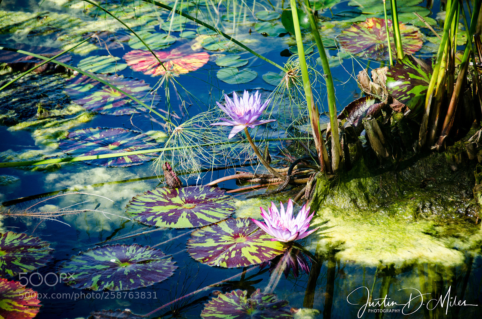 Nikon D7000 sample photo. ??? photography