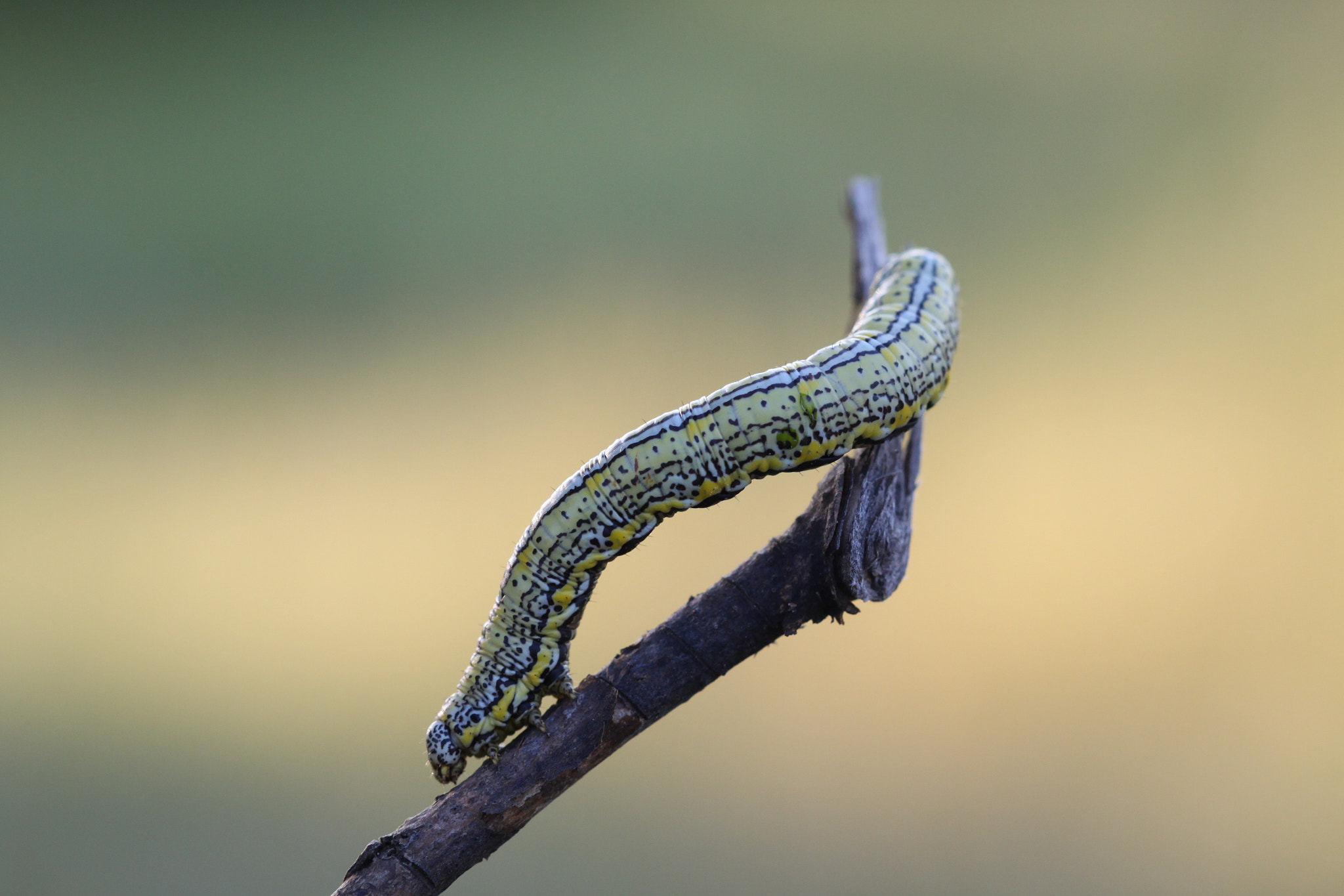 Canon EF 100mm F2.8 Macro USM sample photo. Wave photography